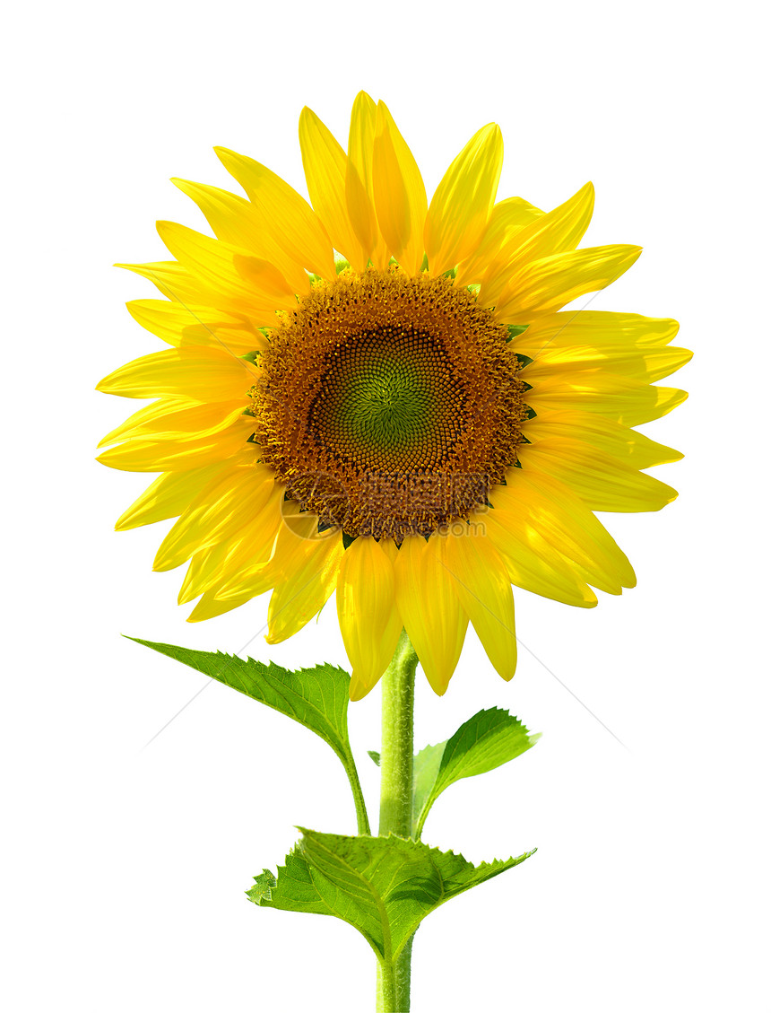 向日向天空向日葵黄色叶子太阳植物图片