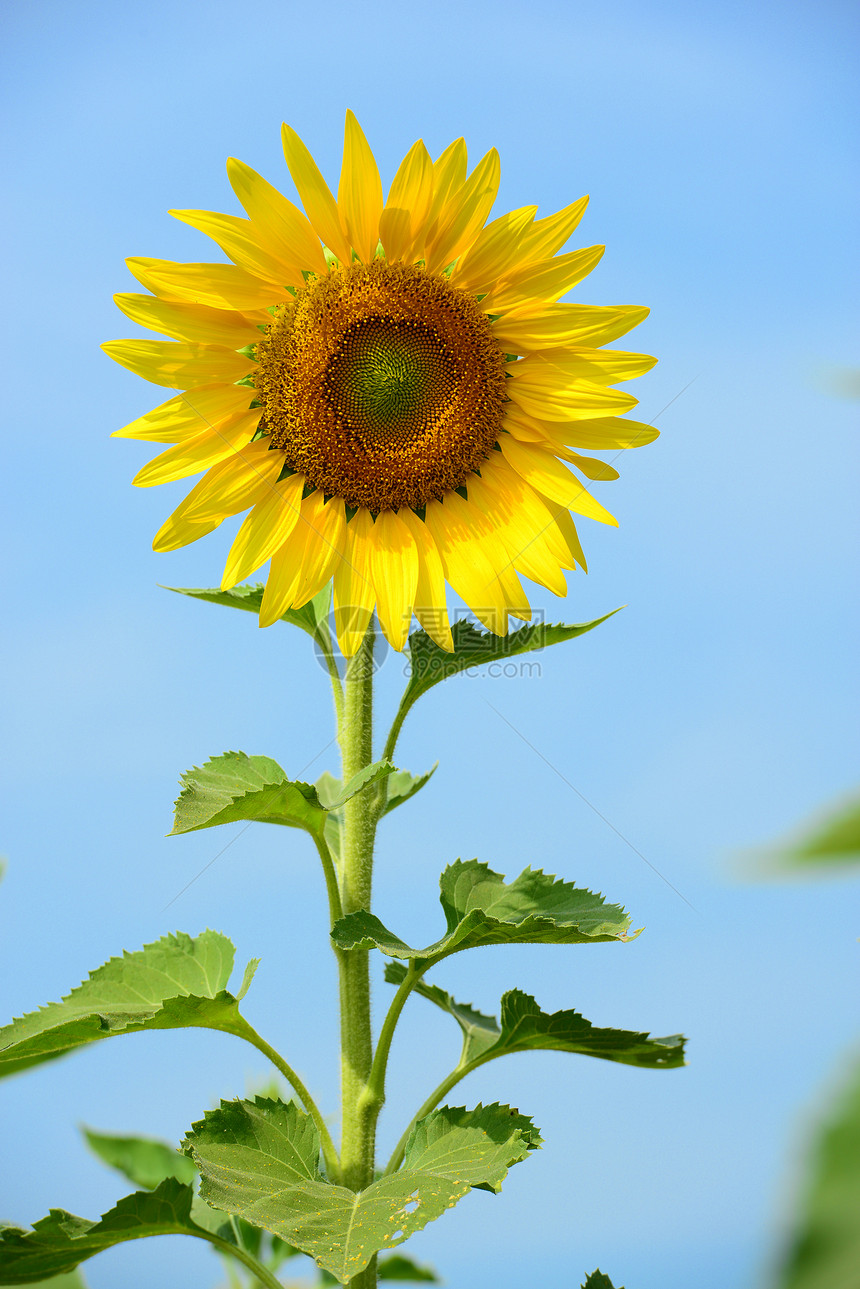 向日向植物天空向日葵黄色太阳图片