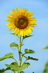 向日向植物天空向日葵黄色太阳背景图片