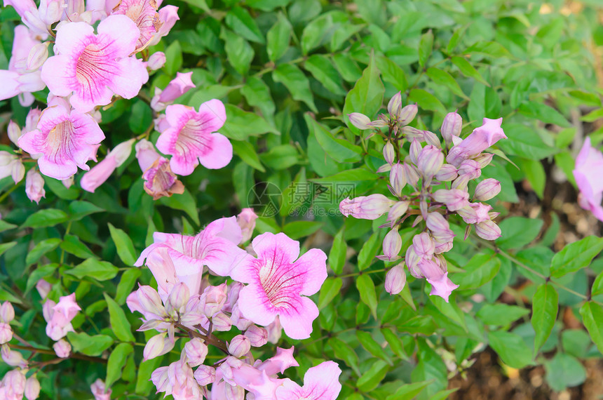 粉红花花花束花园粉色绿色植物季节植物群植物学花瓣叶子图片