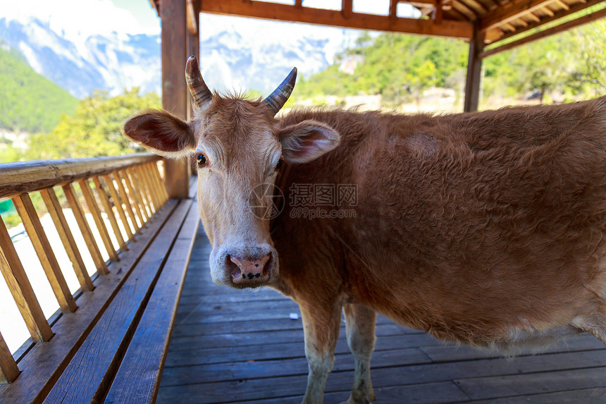 牛在凉凉的阴影中动物家畜农场旅行宠物听力黄色天空表情白色图片