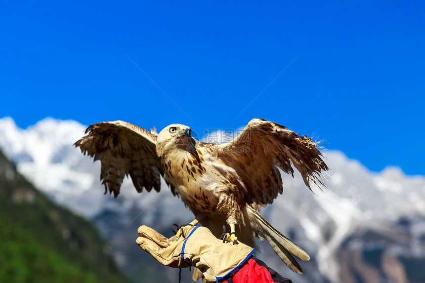 Yulong Snow山猎鹰物种地球特征山脉风景濒危运动皮革爬坡防护图片