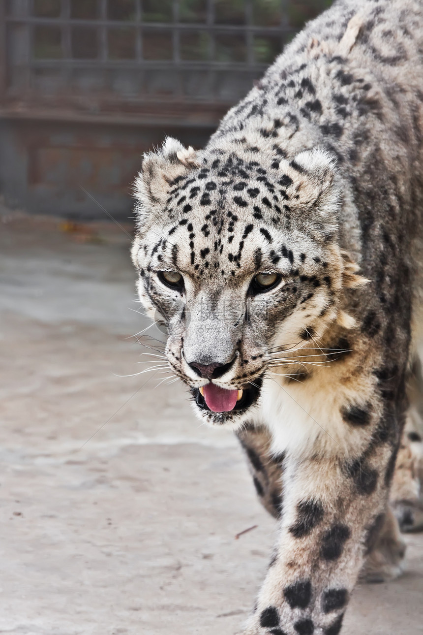 雪豹动物园哺乳动物毛皮食肉动物豹属白色捕食者野生动物濒危图片