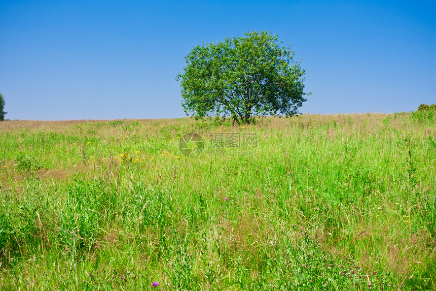 树树和字段环境地平线太阳天空牧场阳光季节蓝色农村场地图片