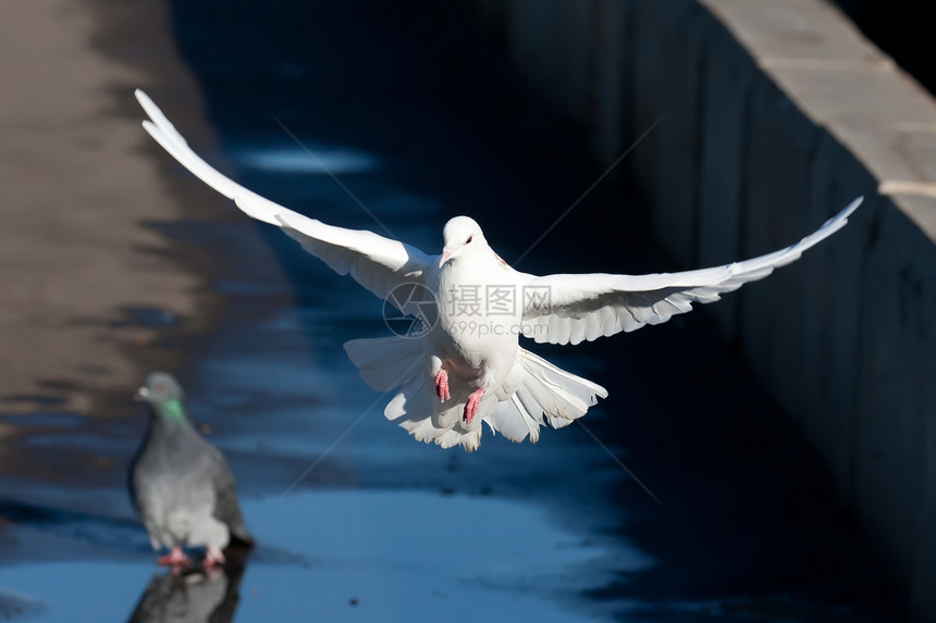 白鸽希望空气动物羽毛航班白色翅膀自由图片