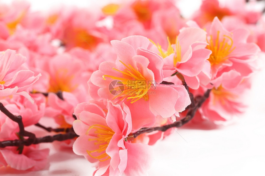 紧贴粉红色的花朵礼物美丽花瓣紫色甘菊花束明信片植物群温泉植物图片