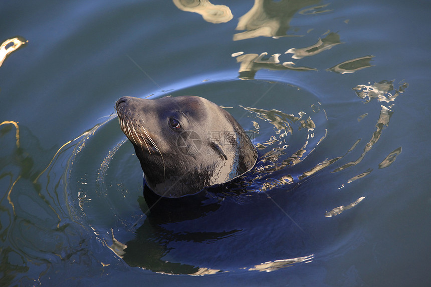灰海豹水哺乳动物生活海洋婴儿母亲后代孩子海岸胡须小狗图片