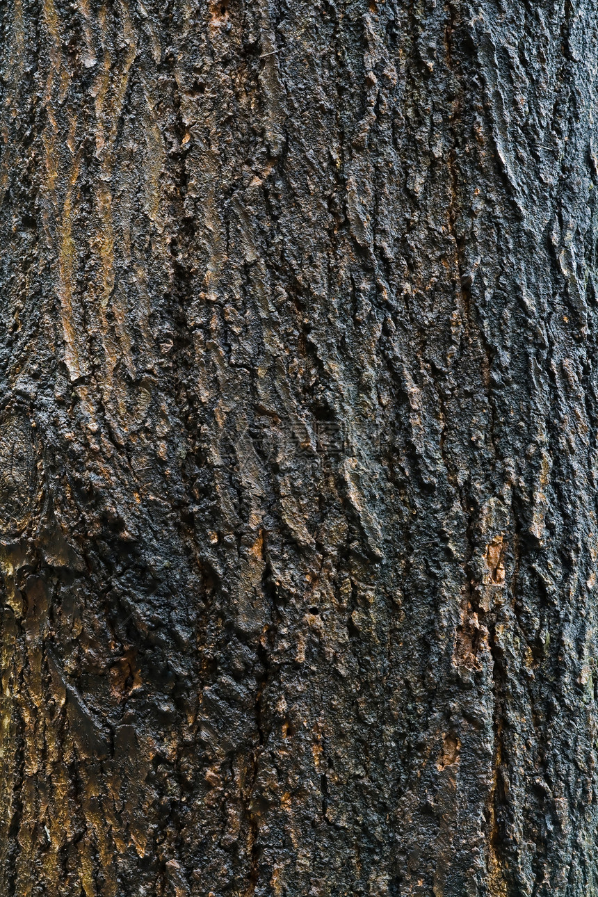 木树皮条纹材料木头宏观木材照片日志棕色森林生活图片