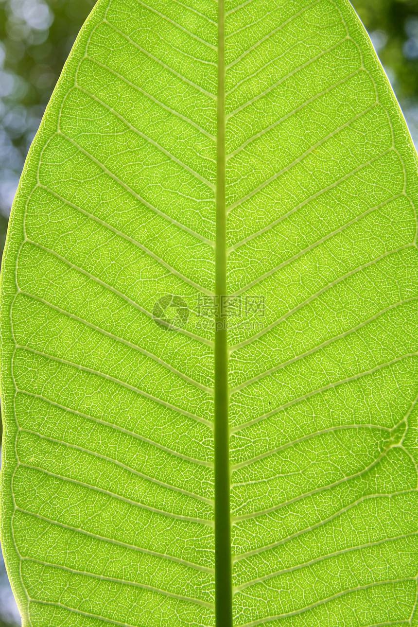 叶质叶子宏观戏剧性环境活力绿色植物细胞生物学线条静脉图片