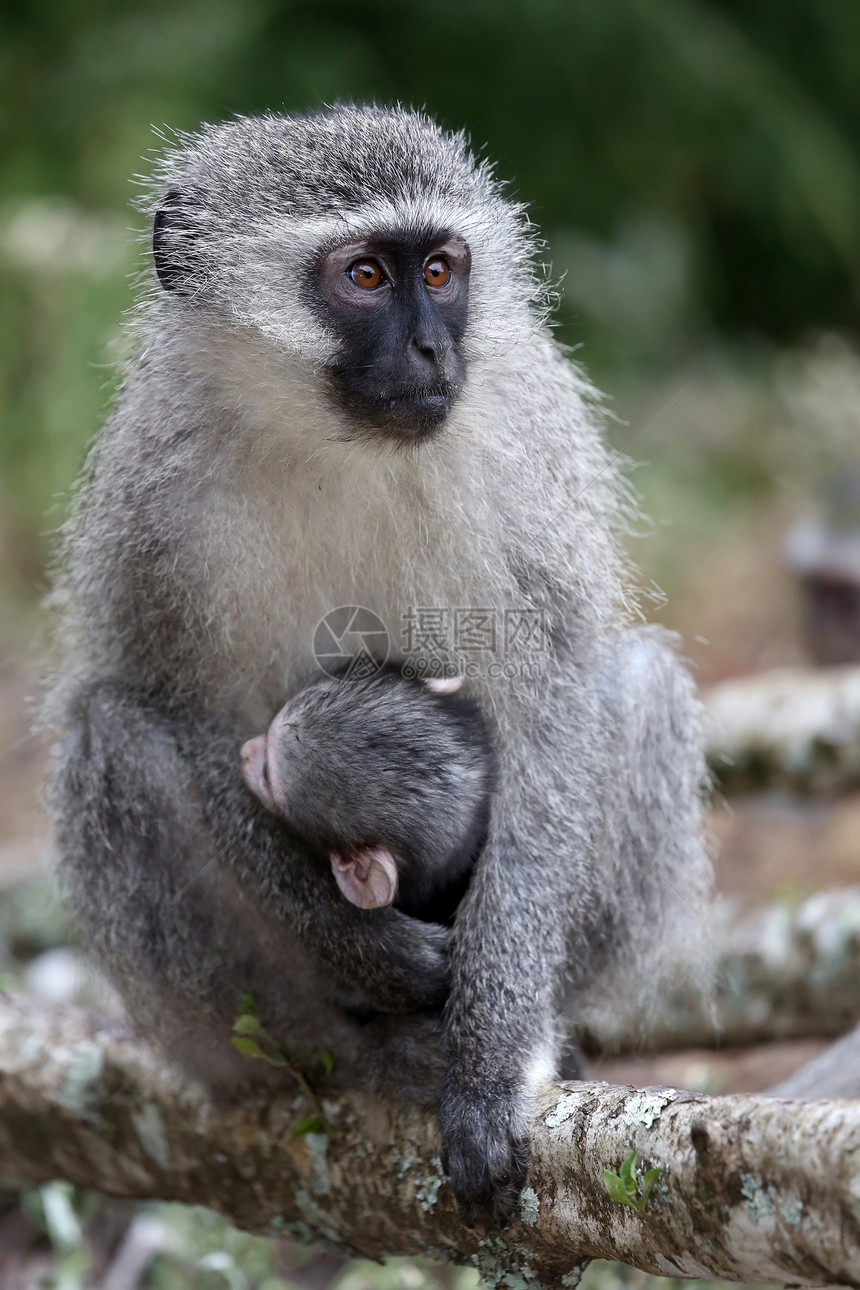 猴宝宝和妈妈动物丛林生物绿色野生动物长尾新生森林黑色荒野图片