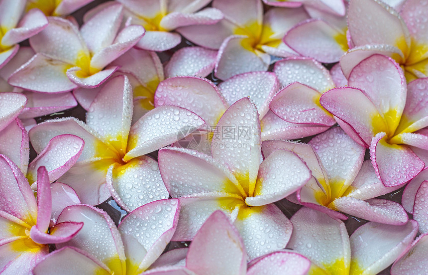 弗朗吉帕尼花朵异国植物群植物粉色情调鸡蛋花花瓣热带温泉香水图片