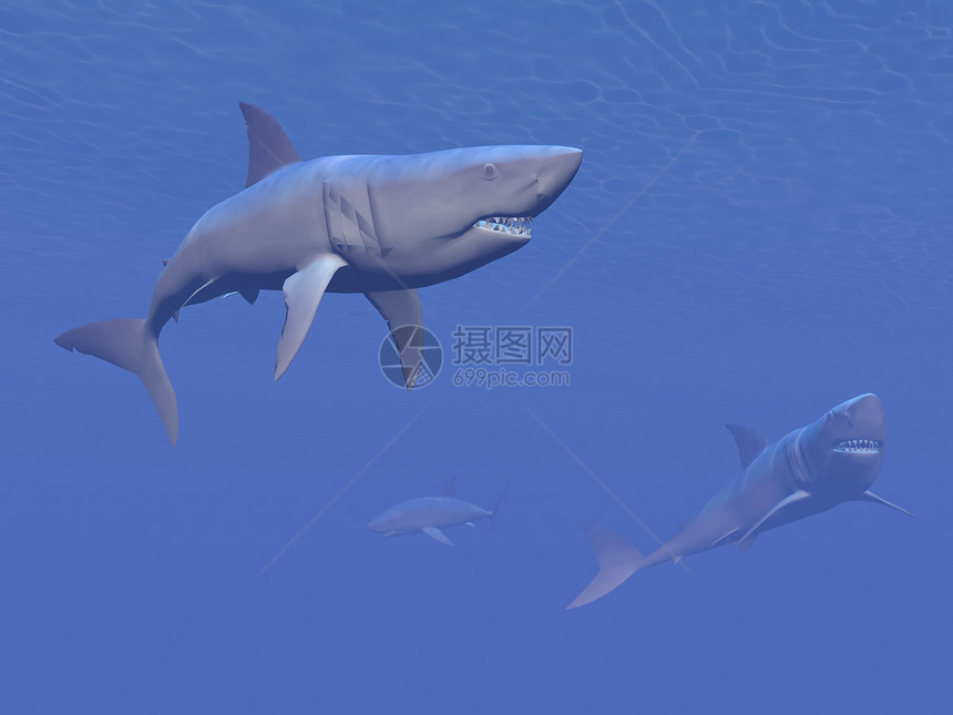 鲨鱼  三维阳光哺乳动物野生动物牙齿生物游泳团体水族馆海洋插图图片