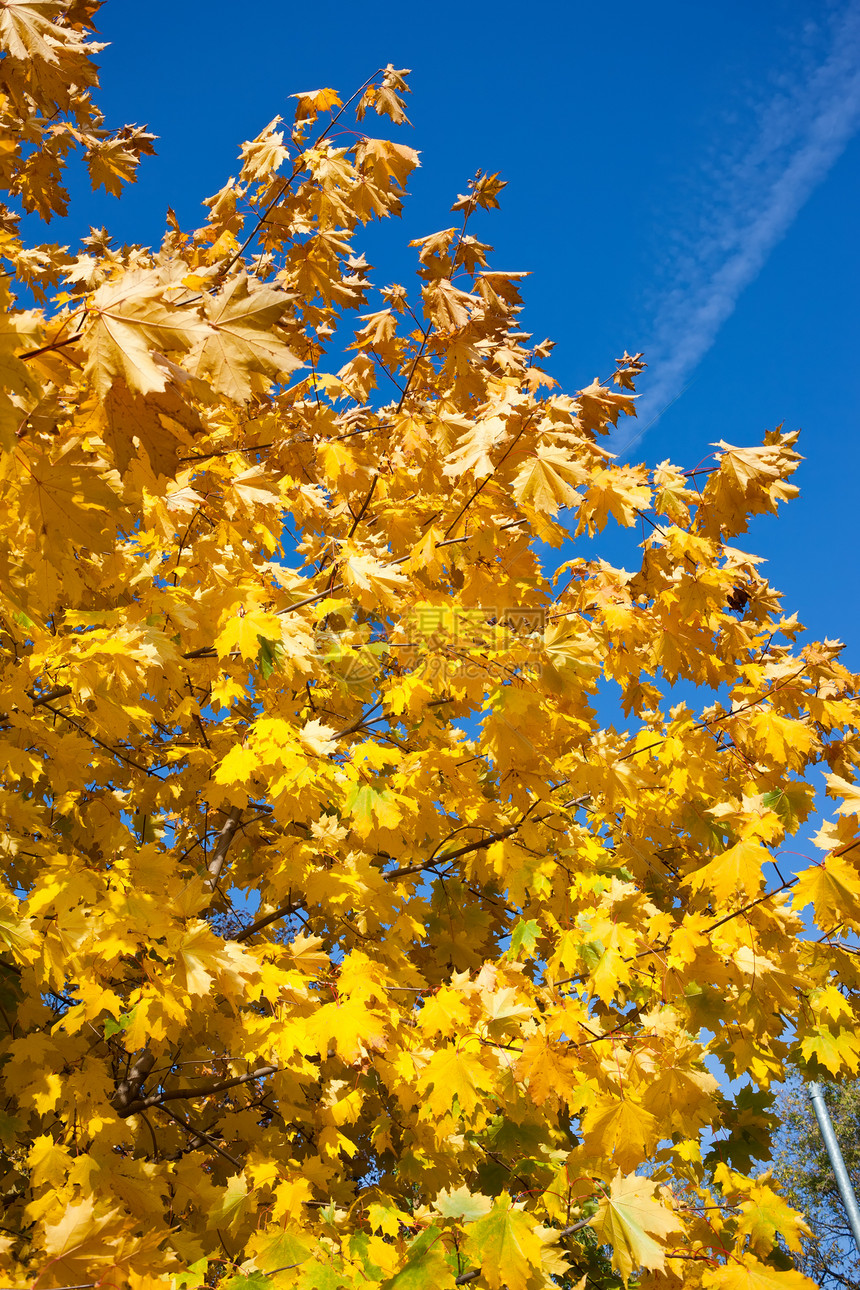 秋季季节季节性植物群橙子树木黄色活力公园阳光太阳图片