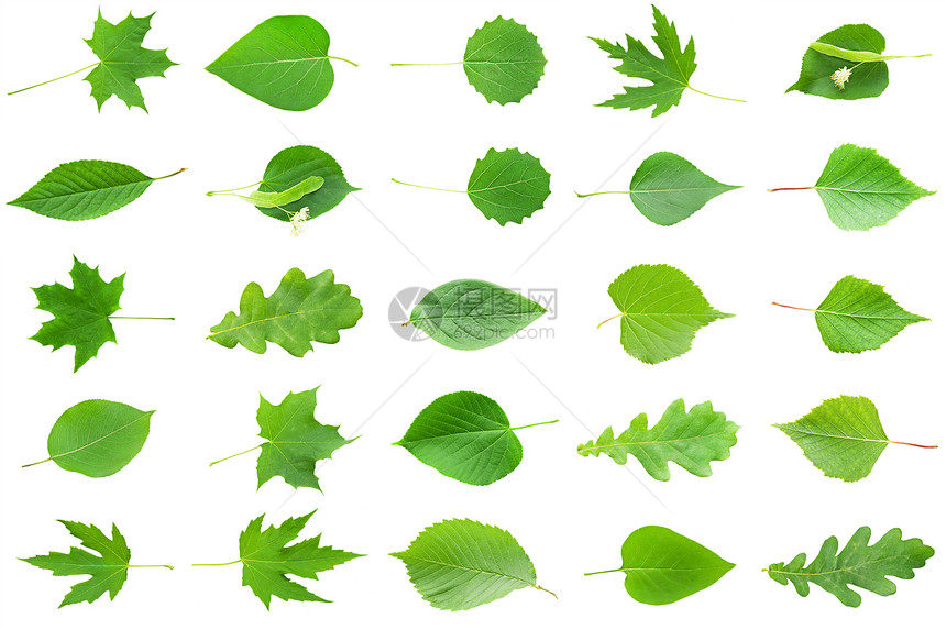 绿假白色生活花园植物学宏观橡木草本叶子植物环境图片