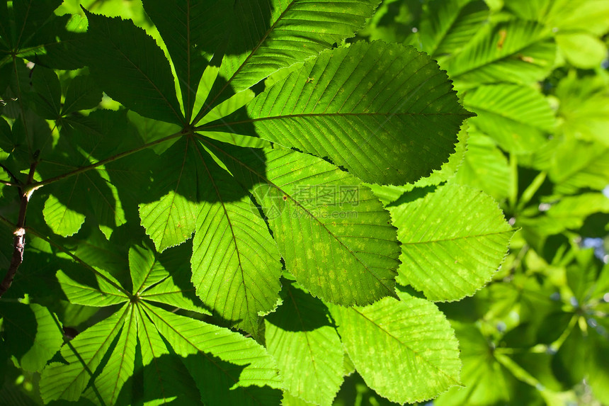 休假背景背景森林植物太阳生长绿色环境阳光板栗树木叶子图片