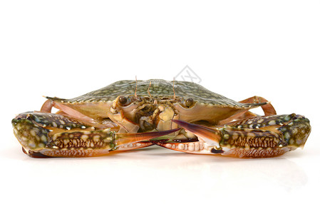 孤立的螃蟹钓鱼海鲜影棚食物背景图片
