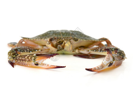 孤立的螃蟹钓鱼影棚食物海鲜背景图片