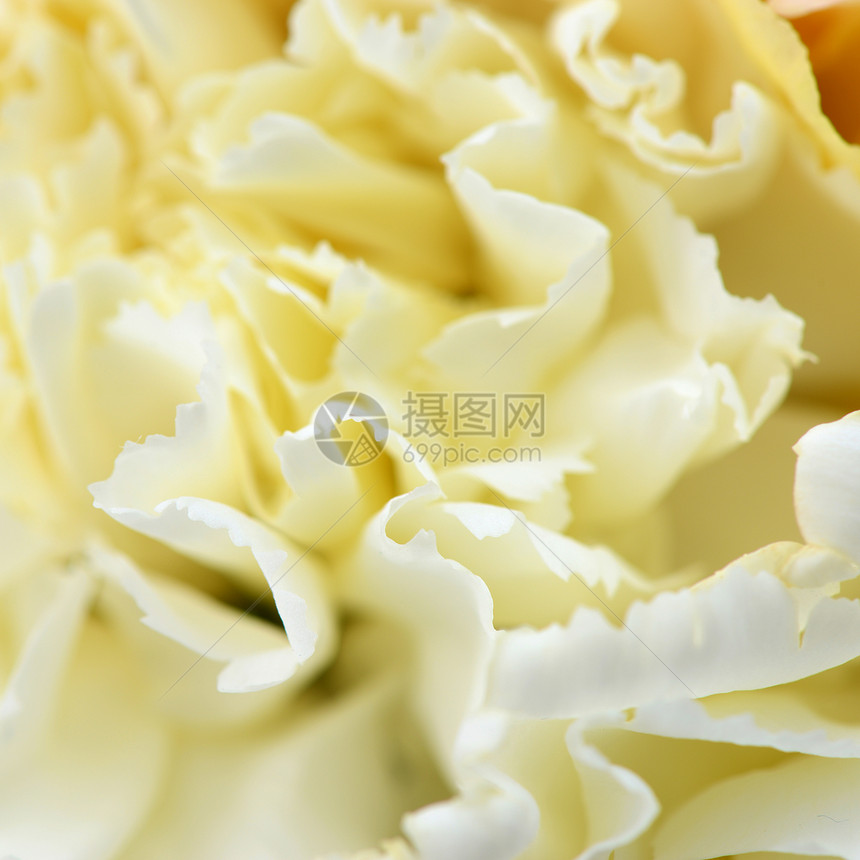 白康植物花瓣白色宏观植物学雏菊太阳黄色图片
