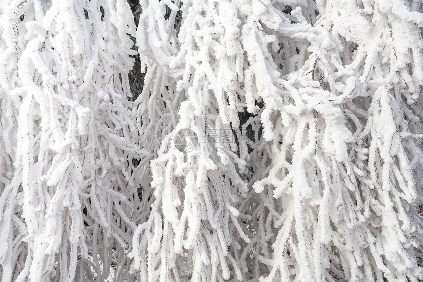 冰冻的冬季雪枝图片