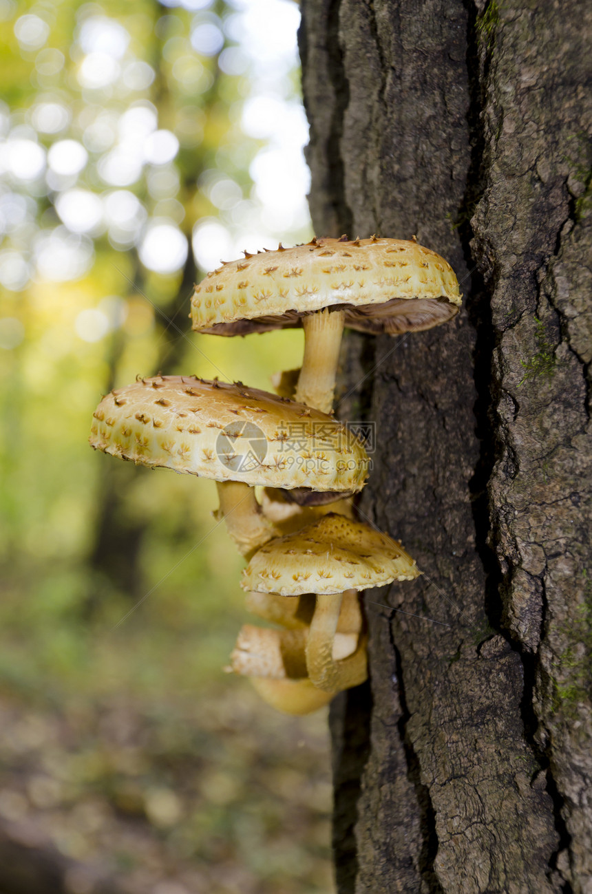 树干上一群蘑菇图片