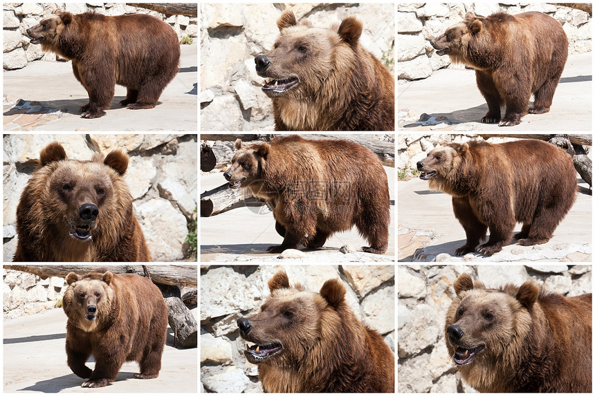 熊毛皮野生动物动物园动物荒野捕食者男性力量牙齿哺乳动物图片