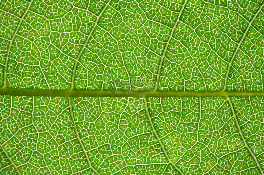 绿叶叶活力宏观静脉植物绿色植物学细胞生活植物群生长图片