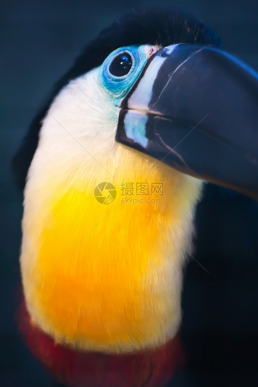 Toucan 土干黄色雨林身体异国丛林账单情调野生动物暴风雨热带图片