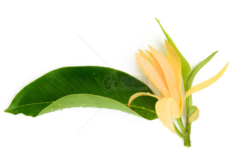 香木花花植物学植物叶子黄色脆弱性香味花瓣花头图片