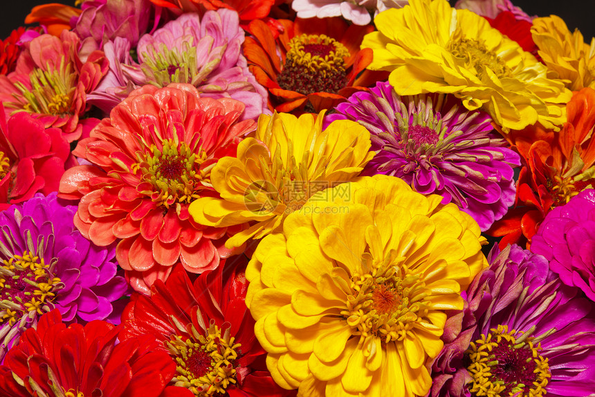 一群多彩的辛尼亚花朵图片