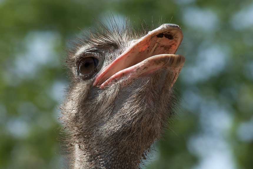 约诺梨科鼻子好奇心羽毛国家野生动物场景眼睛动物群鸵鸟图片