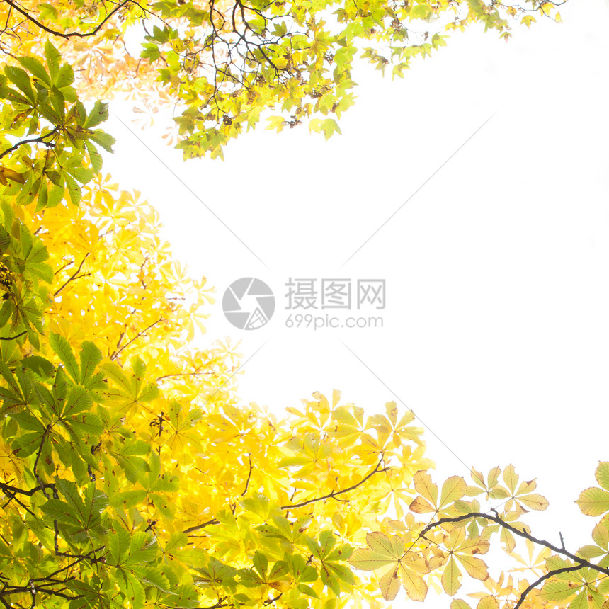 秋叶对准晴空阳光生长森林白色季节树叶环境风景植物绿色图片