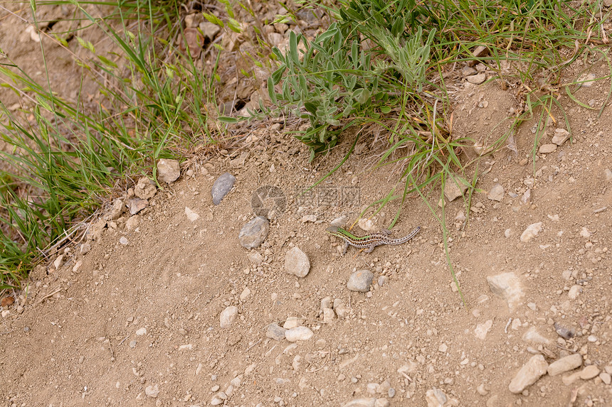 蜥蜴动物群爬虫植物群水平棕色石头植物动物地面图片