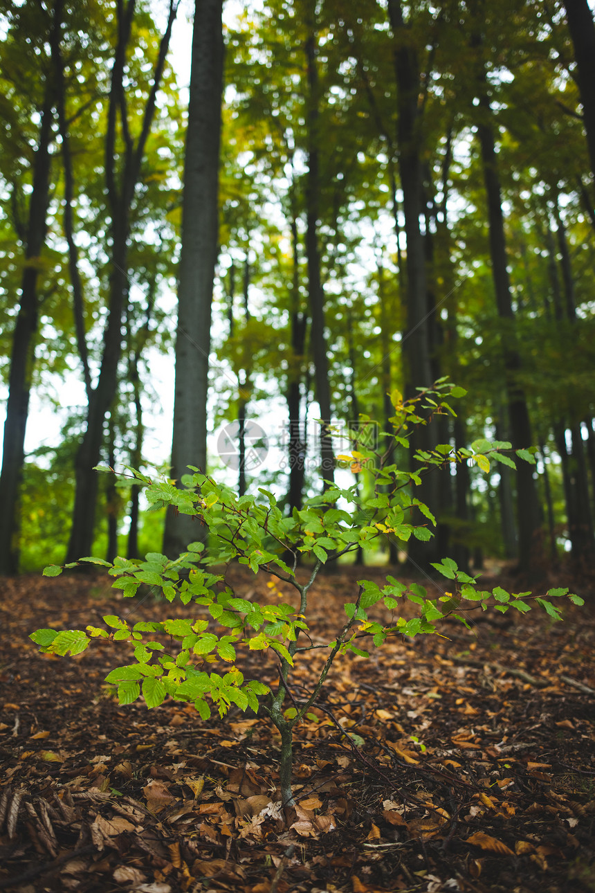 林中以树干为生的年轻植物地面分支机构森林棕色生命树叶树苗树木绿色生长图片