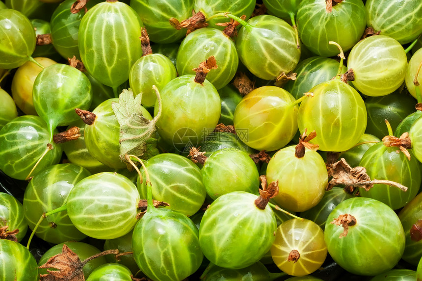 鹅莓绿色团体食物甜点水果浆果白色营养宏观图片