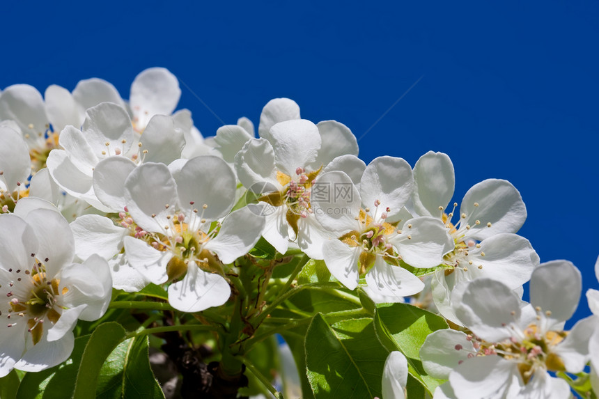 苹果花花苹果树绿色果园天空植物叶子花园宏观白色花瓣图片