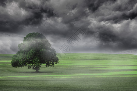 迷雾绿地背景图片