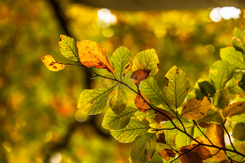 叶叶详细照片生命树木叶子绿色树叶植物季节区系阳光植物学图片