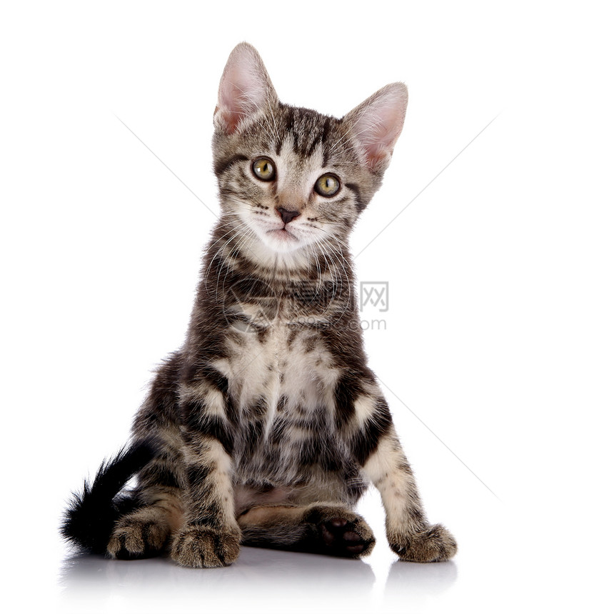 小小猫被剥光了 坐在白色背景上眼睛尾巴橙子猫科晶须好奇心动物哺乳动物宠物兽医图片