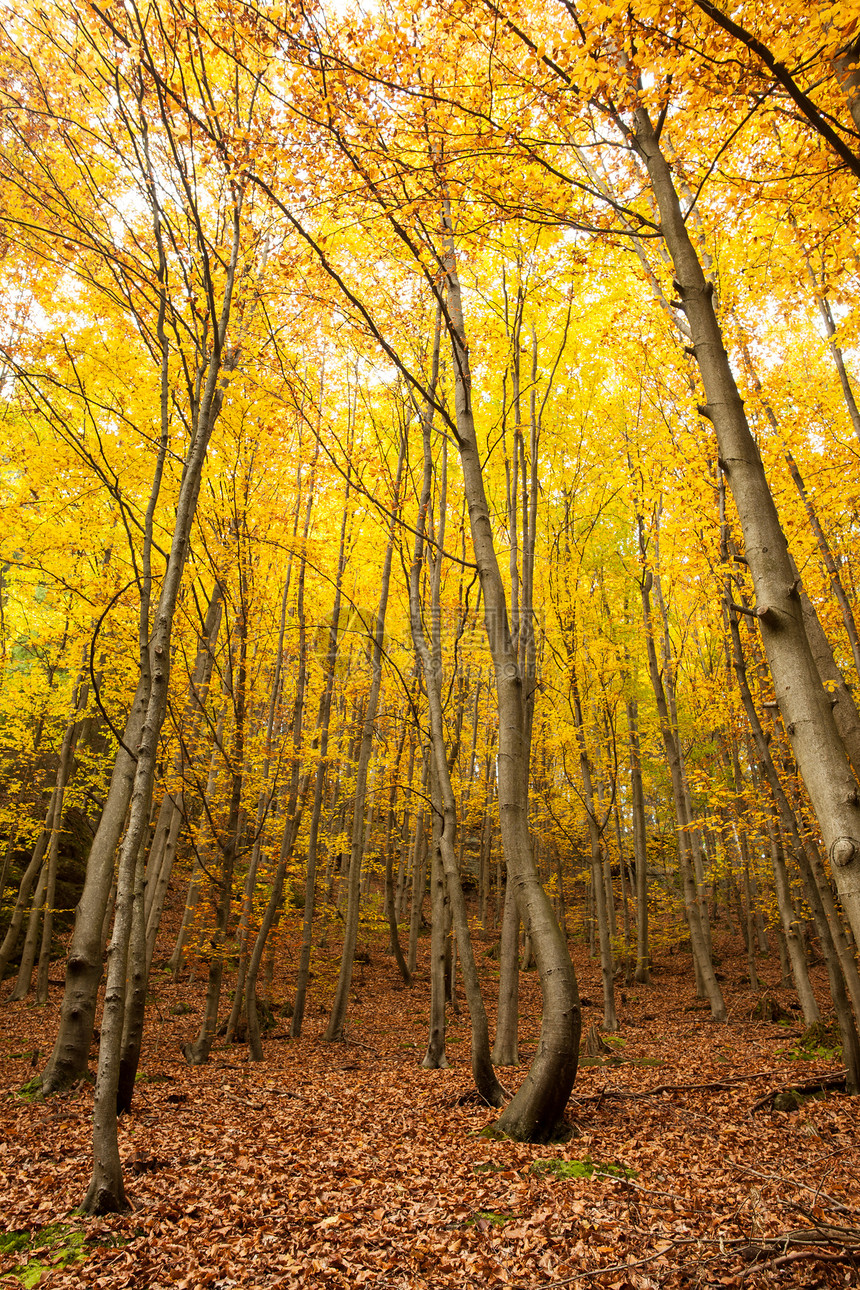 秋林中的树木森林树叶绿色黄色区系植物环境叶子风景生长图片