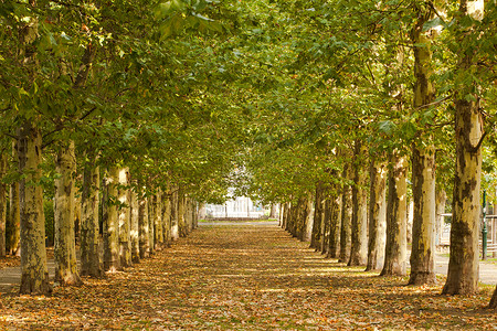 公园中树丛沿线的步行道绿色树木勘探场景自由区系植物孤独人行道道路背景