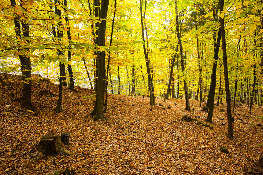 秋林中的树木生命分支机构风景树叶黄色绿色森林生长环境区系图片