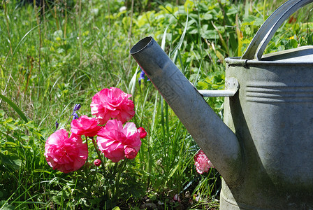 花朵加水罐海葵喷壶植物学粉色植物园艺背景图片