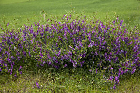 份数花瓣绿色野花水平地植物紫色蓝色花序背景