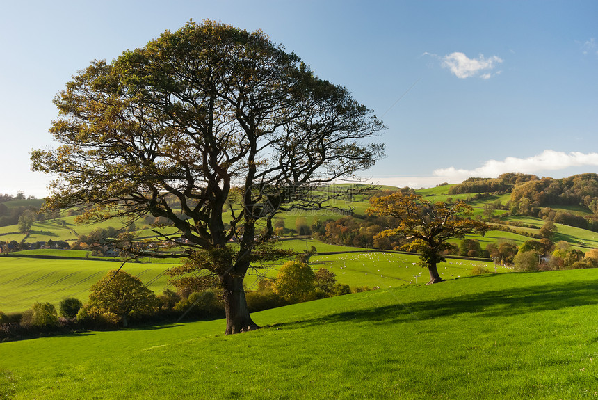英国树生态英语孤独草地农田国家农场天空环境叶子图片