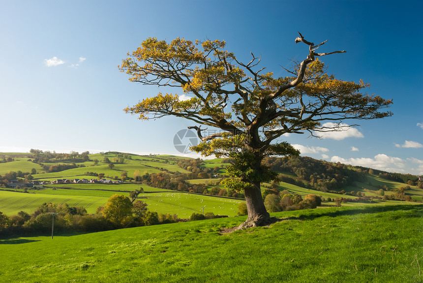 英国树叶子孤独农村农田土地橡木英语蓝色农场天空图片