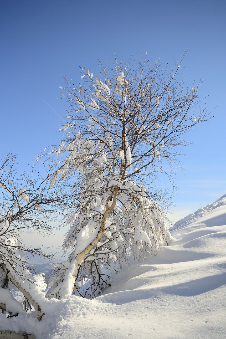 树自由阳光勘探全景蓝色风景山脉寂寞季节桦木图片