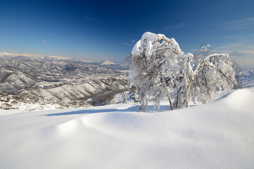 树蓝色粉雪风景冰川山峰全景天空阳光桦木自由图片