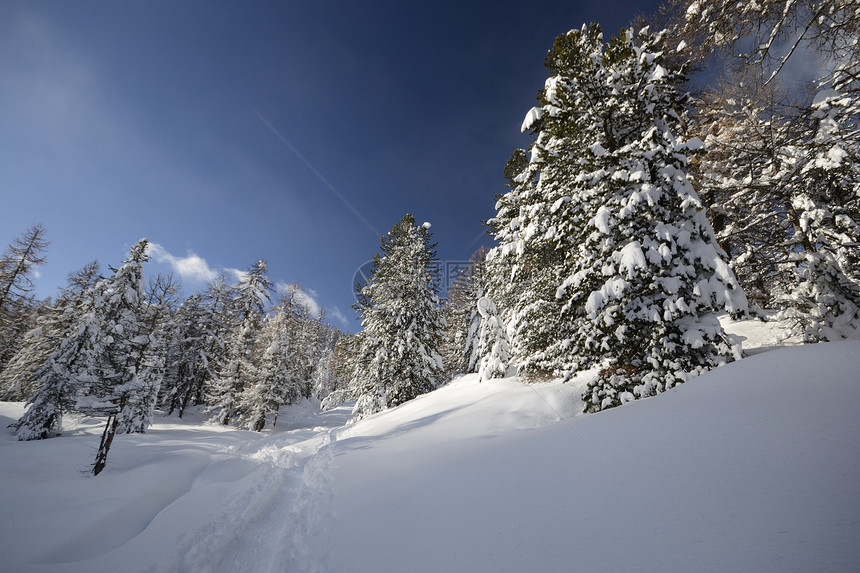阿尔卑斯山的冬天枞树水平树木风景自由全景松树寂寞白色天空图片