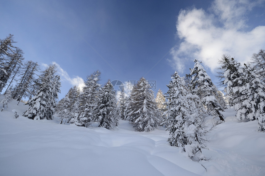 阿尔卑斯山的冬天白色树木枞树水平风景松树蓝色勘探全景落叶图片