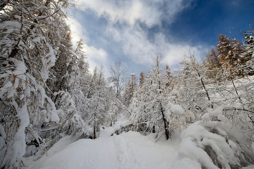 阿尔卑斯山的冬天季节勘探树木水平自由白色枞树全景落叶寂寞图片